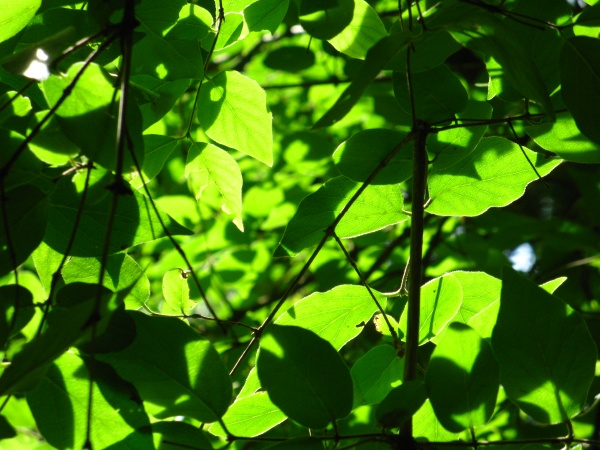 20120713-113022-Canon-3723.jpg