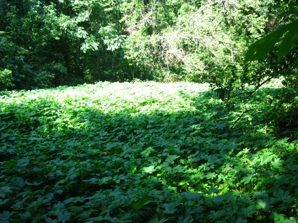 20120716-100130-Canon-3753.jpg