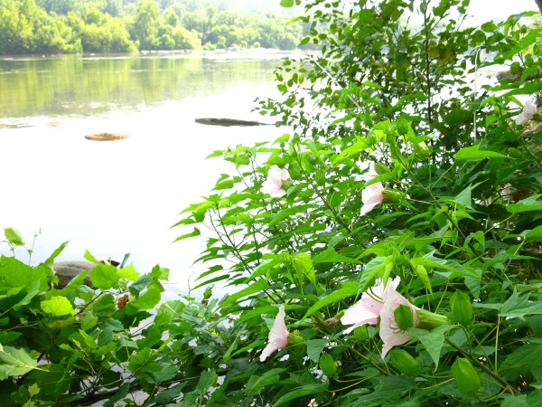 20120717-102446-Canon-3828.jpg