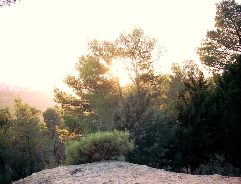 20031011-Jerusalem-Forest-sunset-11.jpg
