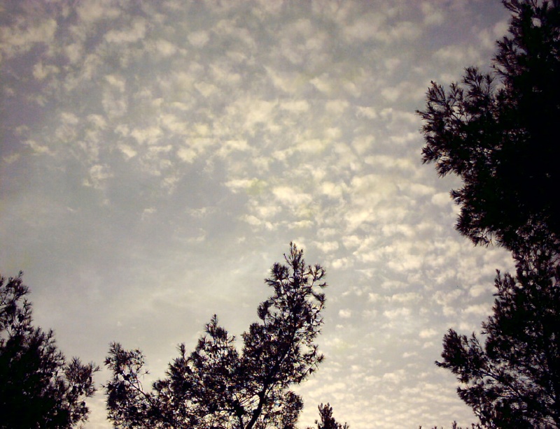 20040303-Jerusalem-Forest-sunset-0005.jpg