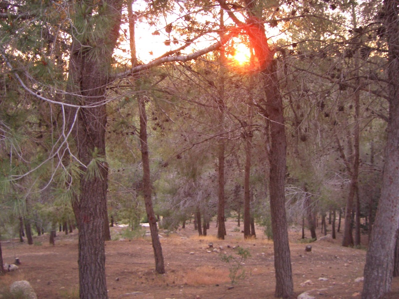 20040423-190438-Jerusalem-Forest-sunset-051.jpg