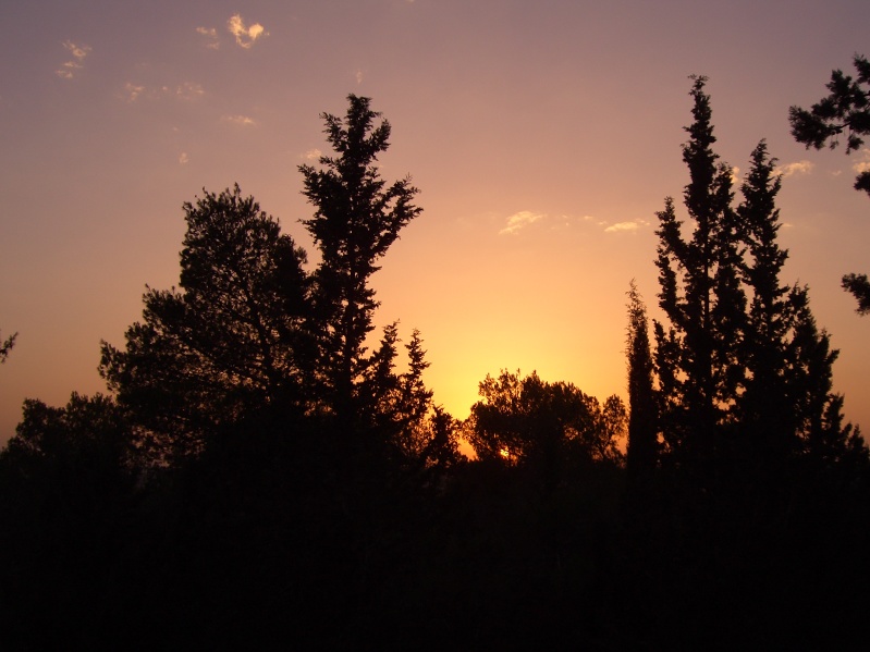 20040716-183604-Jerusalem-Forest-sunset-596.jpg