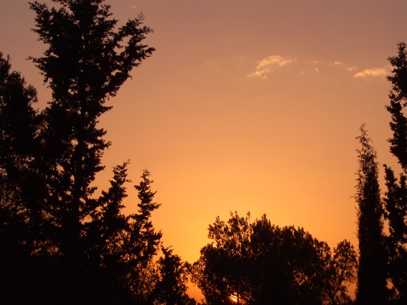 20040716-183622-Jerusalem-Forest-sunset-597.jpg