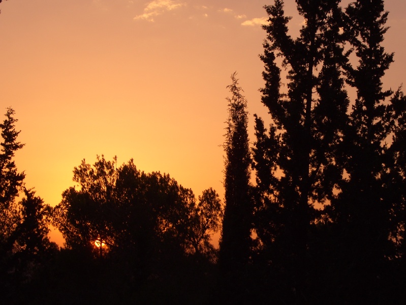 20040716-183634-Jerusalem-Forest-sunset-598.jpg