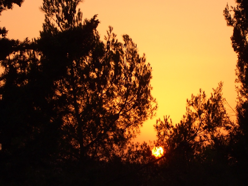 20040716-183846-Jerusalem-Forest-sunset-602.jpg