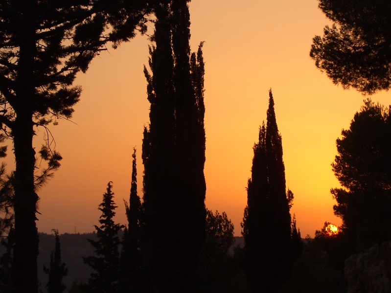 20040716-184014-Jerusalem-Forest-sunset-603.jpg