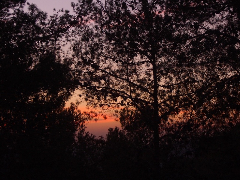 20050109-sunset-in-jerusalem-forest-2766.jpg