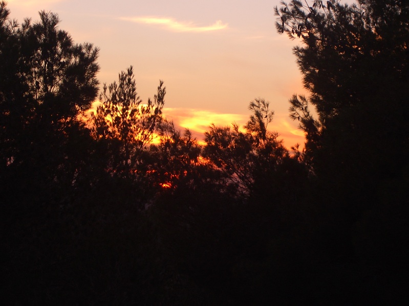 20050125-170840-Jerusalem-Forest-sunset-C2835.jpg