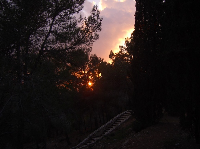 20050202-sunset-in-jerusalem-forest-2927.jpg