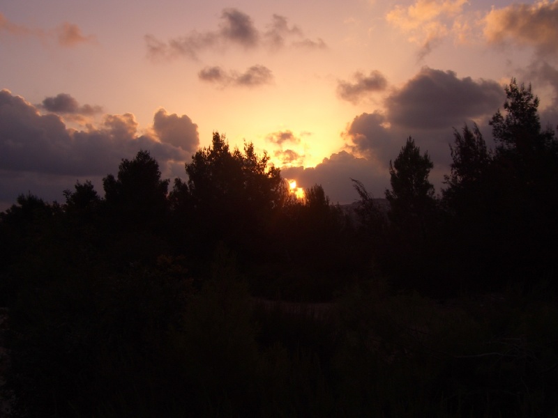 20050927-sunset-in-jerusalem-forest-5419.jpg