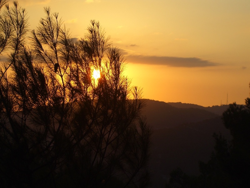 20050930-sunset-in-jerusalem-forest-5447.jpg