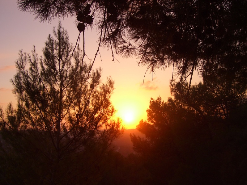 20061016-sunset-in-Jerusalem-Forest-CIMG0178.jpg