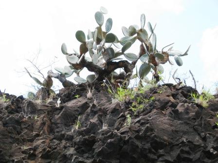 Yes, cactus grows on the island