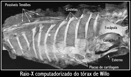 Dinossauros Ao Raio Dinossauros Ao Raio X