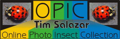 Visit our Online Photo Insect Collection!
