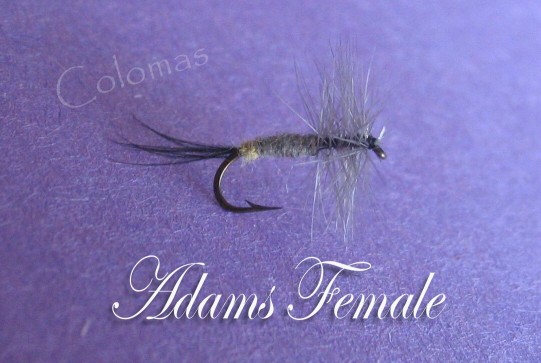 Adams Female