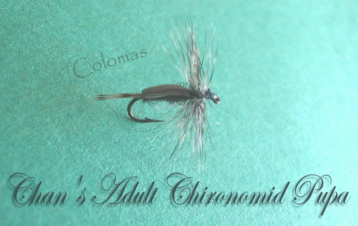 Chan's Adult Chironomid Pupa