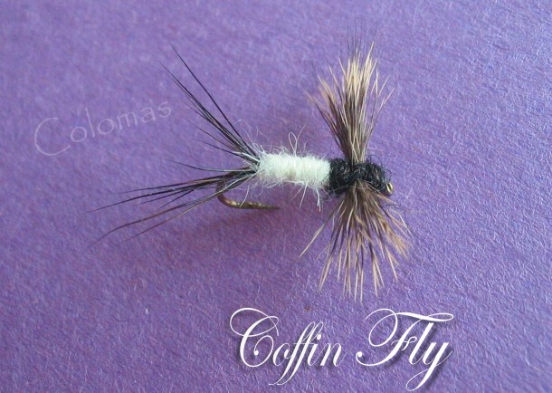 Coffin Fly