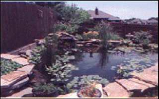 This is our finished second pond about a year after construction.