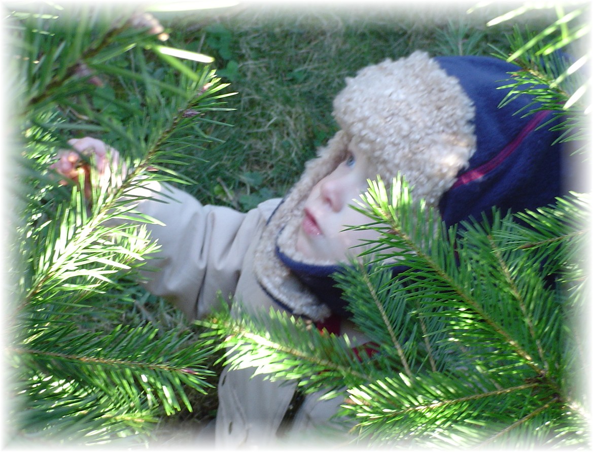 Aidan touching the Christmas trees