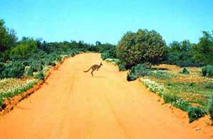 Kangaroo in the Outback