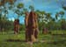 termite mounds in outback Australia