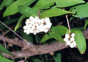 Syzygium wilsonii ssp wilsonii fruit