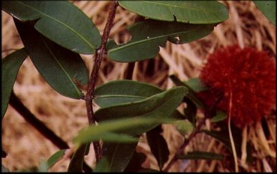 Syzygium wilsonii ssp wilsonii flower
