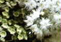 Angophora woodsiana