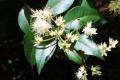 backhousia myrtifolia