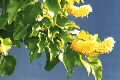 Barklya syringifolia