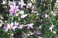 boronia ledifolia
