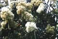Eucalyptus curtisii photograph