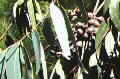 Eucalyptus planchoniana photograph