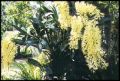 Dendrobium speciosum - king orchid