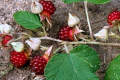 Rubus photograph