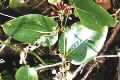 Smilax australis