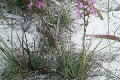 Stylidium graminifolium photograph