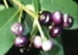 Syzygium angophoroides