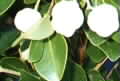 Syzygium mcilwraithianum