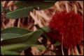 Syzygium wilsonii ssp wilsonii