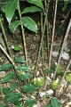 Tapeinocheilos ananassae