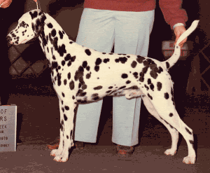 Pirate going Best of Breed, handled by owner Kitty Brown