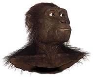 Representation of Australopithecus afarensis