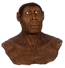 Representation of Homo erectus