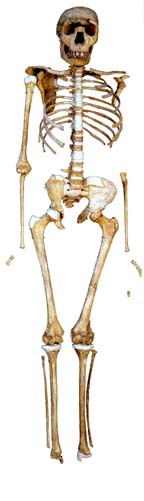 Homo ergaster skeleton