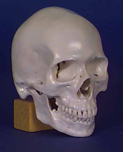 Plastic Replica of Homo sapiens skull