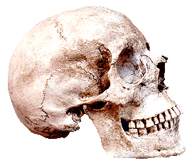 Modern Homo sapiens Skull