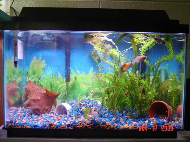 tropical fish for 10 gallon tank